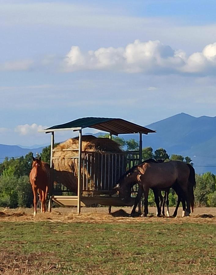 Podere Il Giurato Fauglia Bagian luar foto