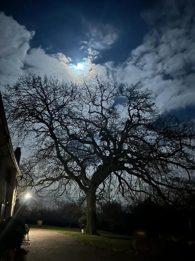 Podere Il Giurato Fauglia Bagian luar foto